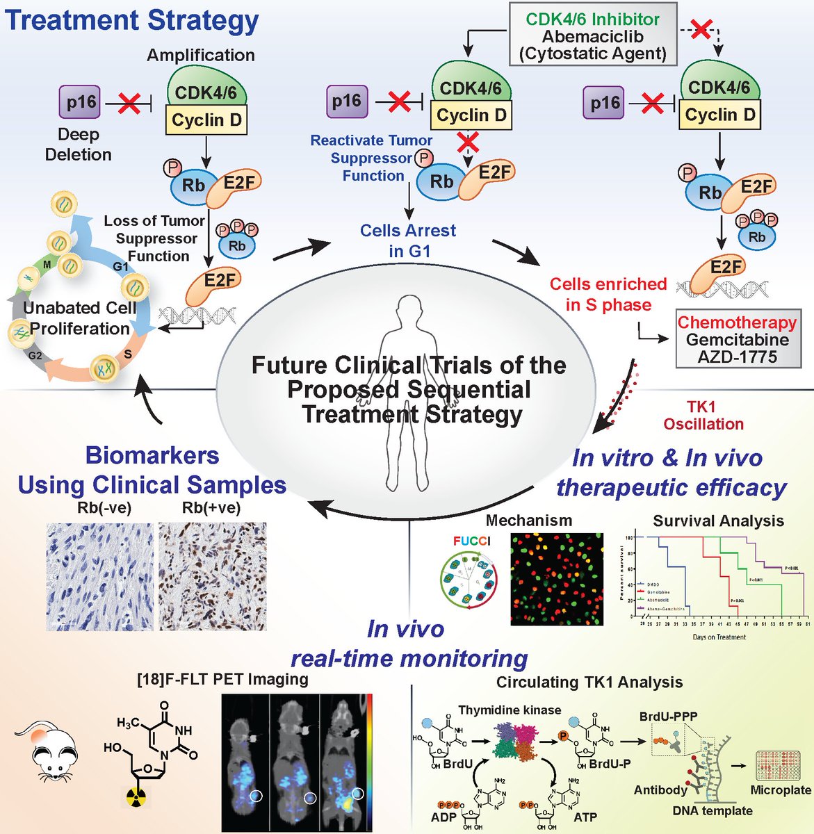 kandymarsy's tweet photo. Our study on the sequential targeting of retinoblastoma and DNA synthesis pathways  as a therapeutic strategy for sarcomas that can be monitored in real time is officially out in @CR_AACR. @MDAndersonNews,@KellyKhunt, @ndttuyen . https://t.co/R8V5WOElyq https://t.co/yA935R4XZc