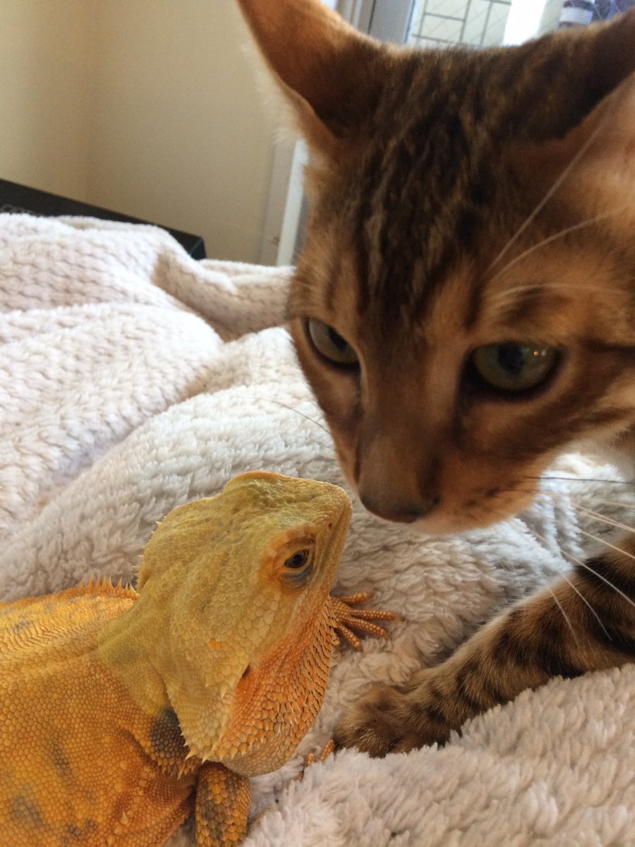 Pharol5's tweet image. 【チャイさんの思い出】
チャイさんが部屋の中をお散歩すると喉をゴロゴロ鳴らして擦り寄るシュトリ(Φ∀Φ)