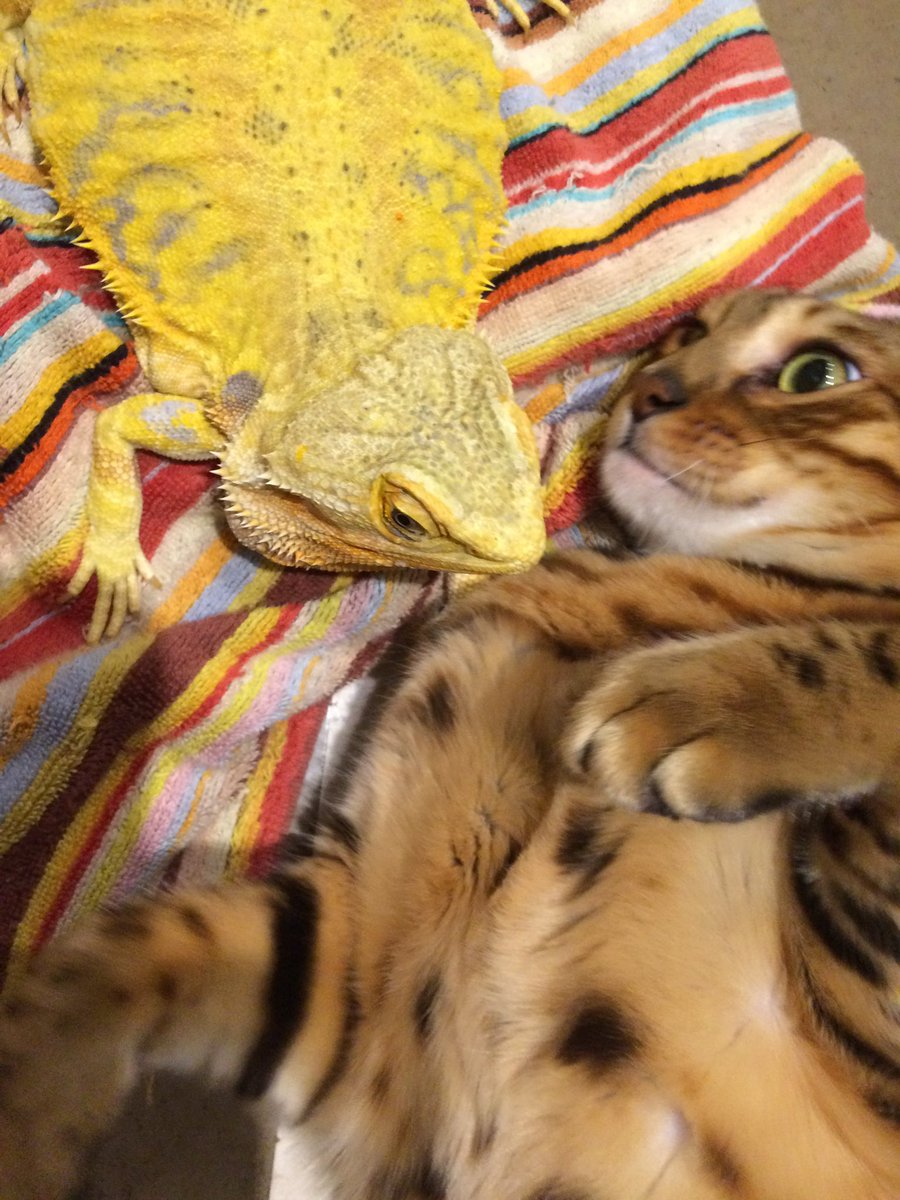 Pharol5's tweet image. 【チャイさんの思い出】
チャイさんが部屋の中をお散歩すると喉をゴロゴロ鳴らして擦り寄るシュトリ(Φ∀Φ)