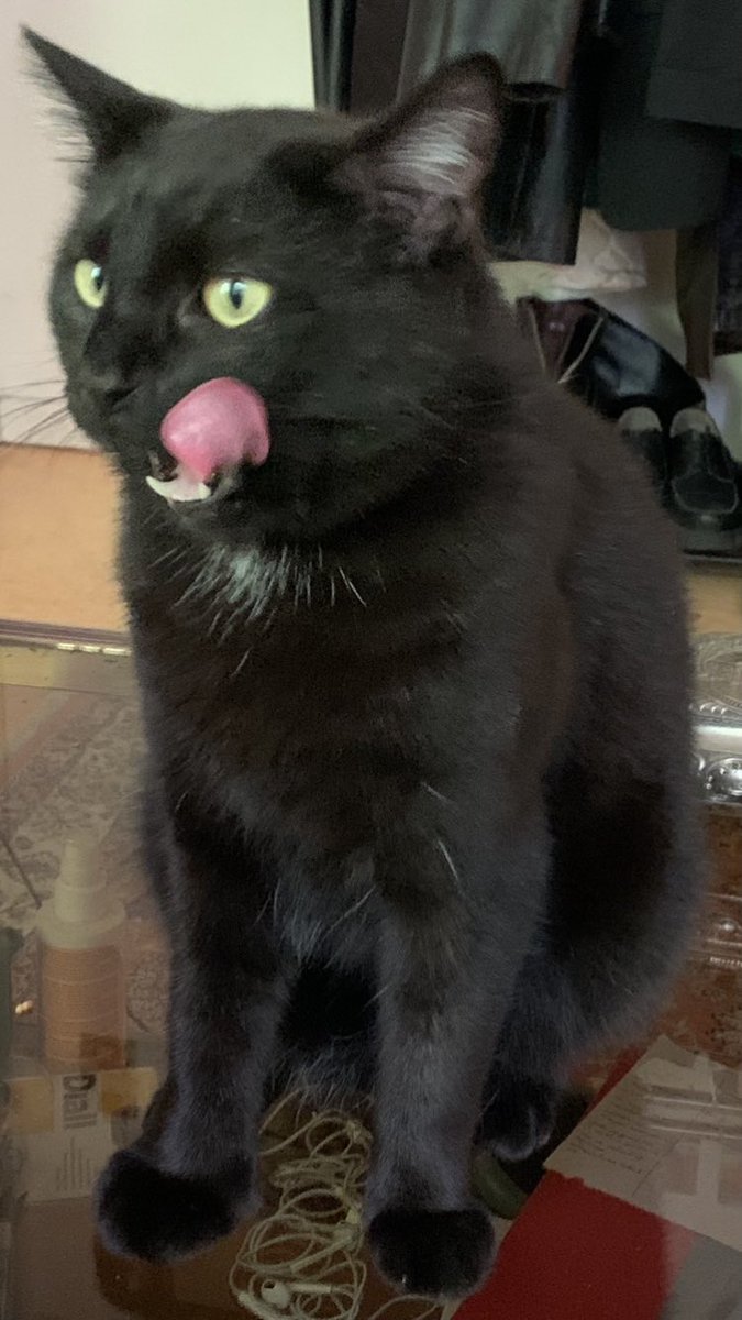 ⚠️‼️ chat perdu sur LILLE (Wazemmes)‼️⚠️

On cherche Preciado, pas vu depuis le 7 il a un COLLIER ROSE 🐈‍⬛

Rt svppppp
(si vous le voyez est ce que vous pouvez envoyer un message voire même essayer de l’attraper avec de la nourriture omg svp)