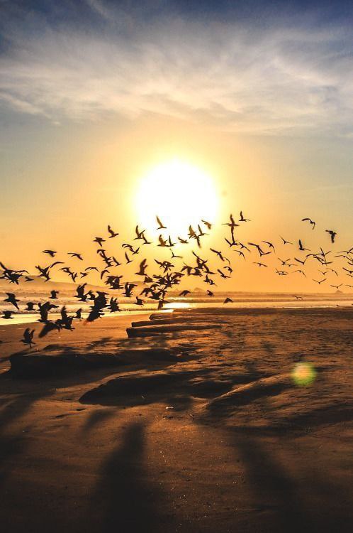 وما هانَ لي في موقفِ العِزِّ موقفٌ
ولا لانَ لي في جانبِ الحقِّ جانبُ

فيا غُربةَ الأحرارِ ما أطولَ السُّرى
ومـلءُ غَـياباتِ الدروبِ غياهبُ؟!