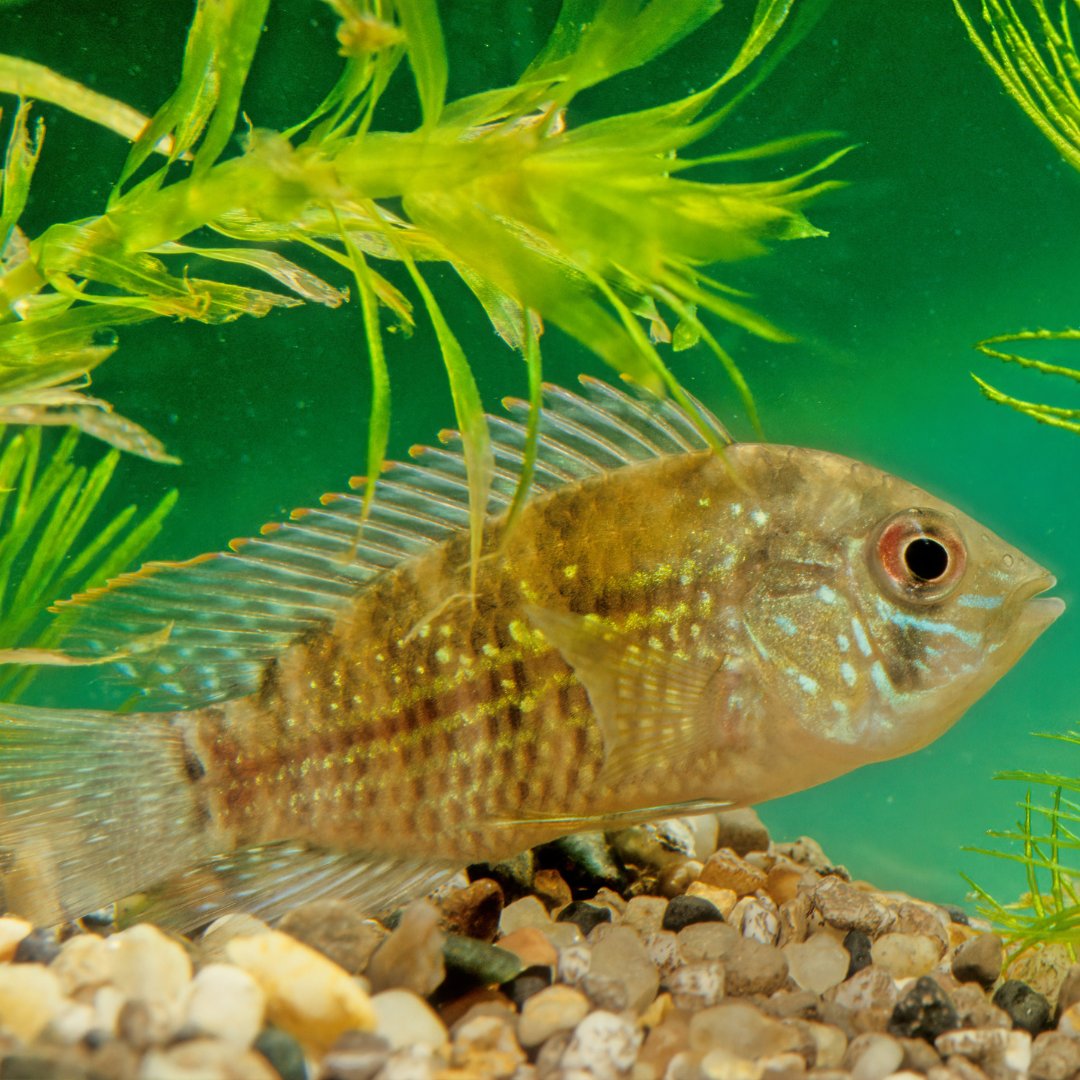 PFKmagazine's tweet photo. A not so Blue Acara
#mondayblues #pfk #practicalfishkeeping #fishtanks #cichlids #blueacara https://t.co/QyPARLWeqj