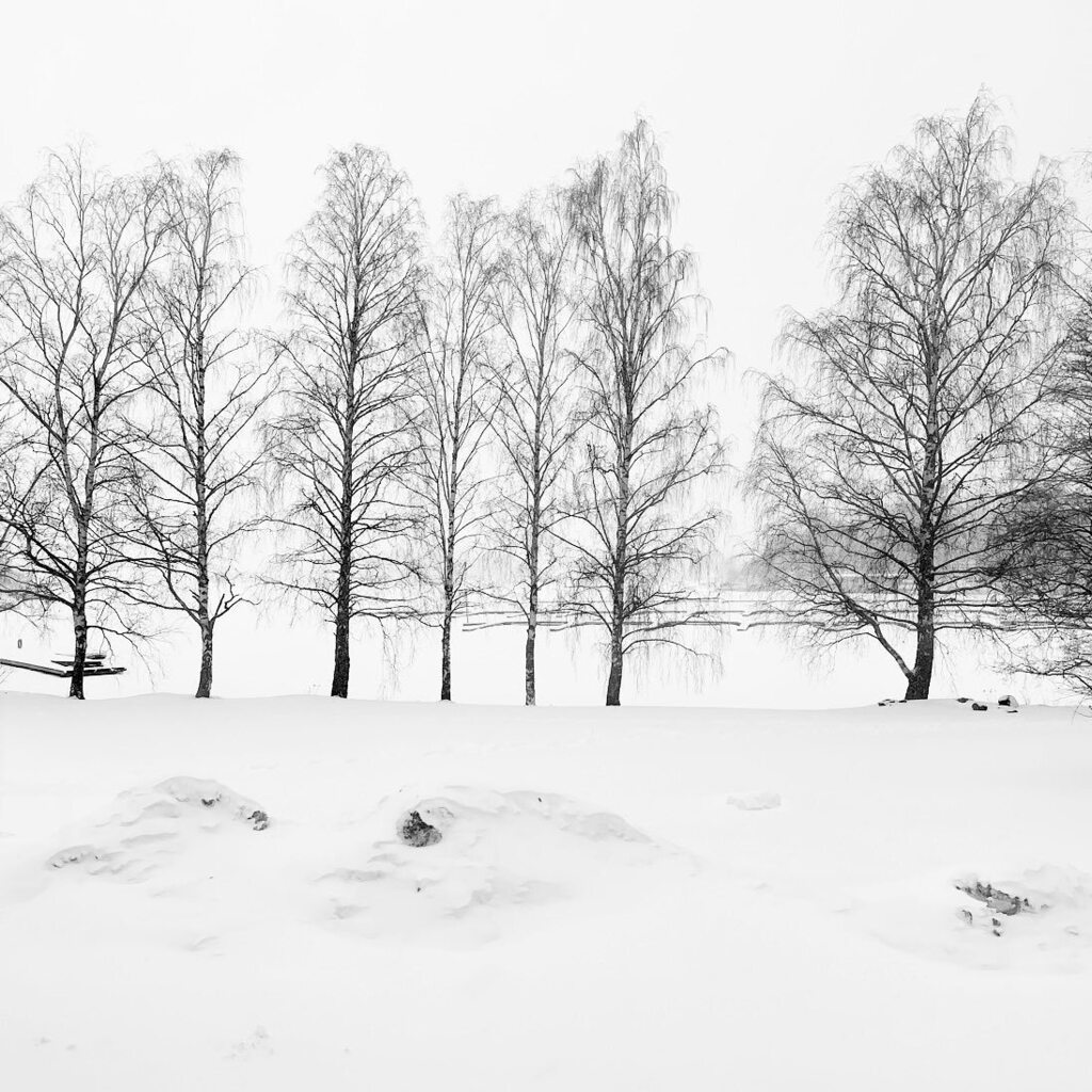 Winter proper #snow #winter #helsinki #tree #finland https://t.co/oPEjSN5wsD #instagram https://t.co/w4HtnKjPnx