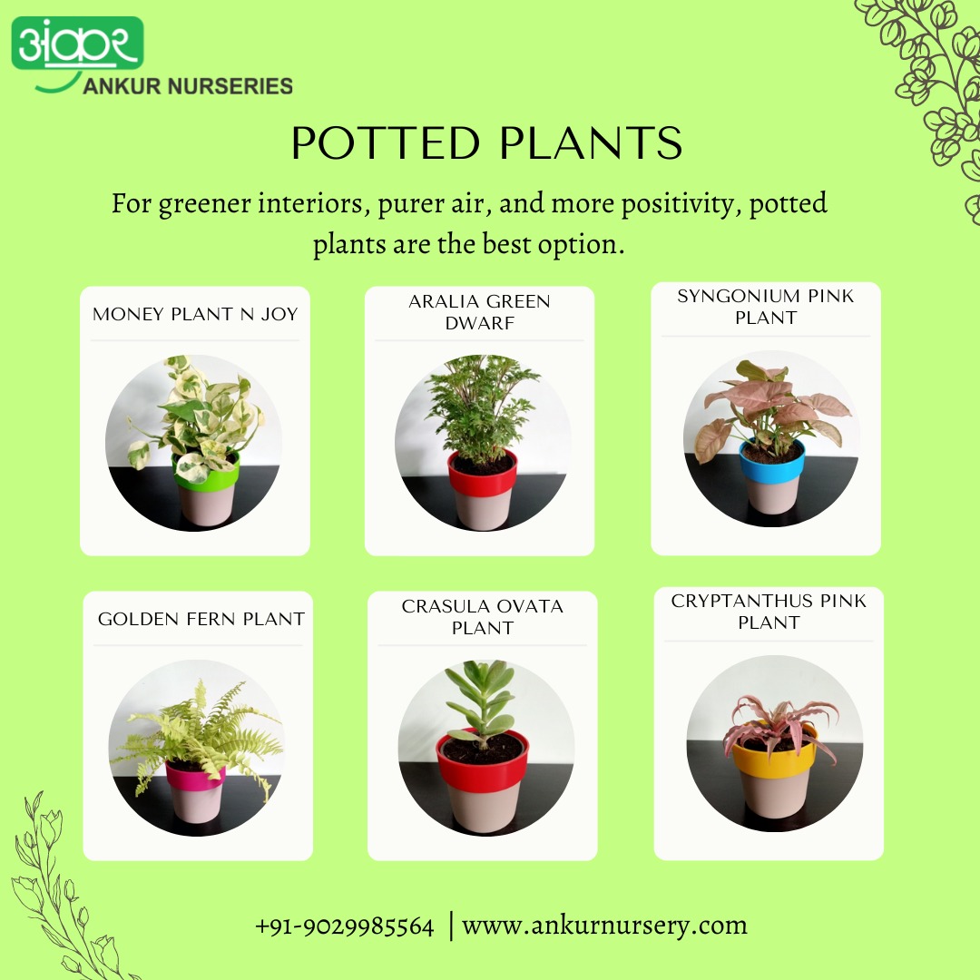 AnkurNurseries's tweet photo. A range of indoor plants to liven up your homes and offices.
#ankurnursery #ankurnurseries #indoorplants #airpurifyingplants #officeplants #houseplants
#foliageplants #potplants #pottedplants #officeinterior #homeinterior #officedecor #homedecor #plantnursery #gardencentre https://t.co/9OWVDX7bsJ