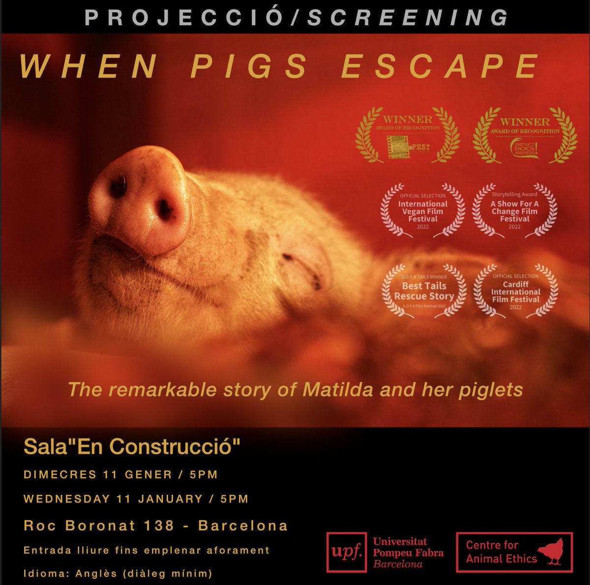 Dimecres, a les 17.00 h, es projectarà per primer cop a Catalunya "When Pigs Escape". Serà a la sala "En Construcció" del #CampusDelPoblenou de la #UPFBarcelona! L'entrada és gratuïta fins a completar l'aforament 👉 bit.ly/3vMvBdN. Us hi esperem!