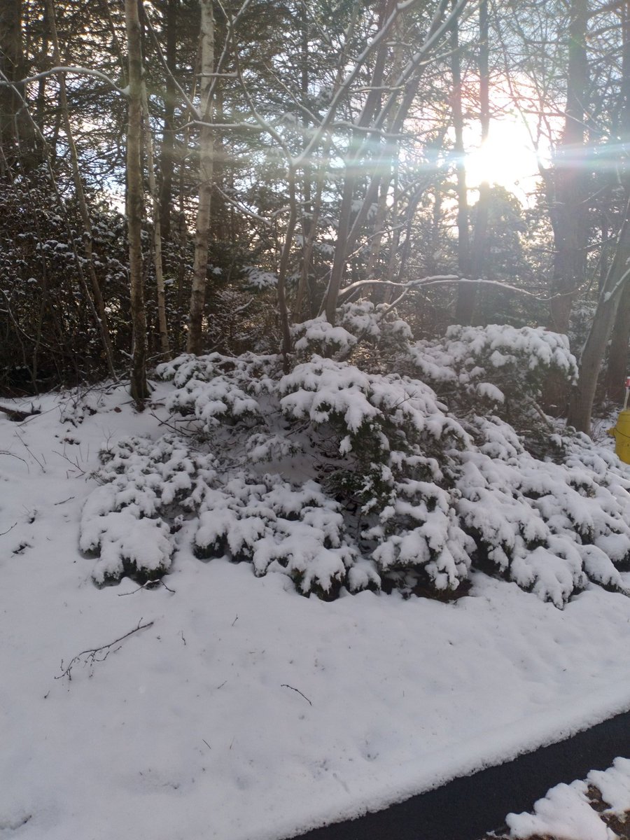 anneleithcurran's tweet photo. Just a taste! Good Morning Happy 
Monday Everyone! #LetThereBeSnow❄️❄️❄️☃️🐻‍❄️🌞 https://t.co/P5Z4QE5Bhs