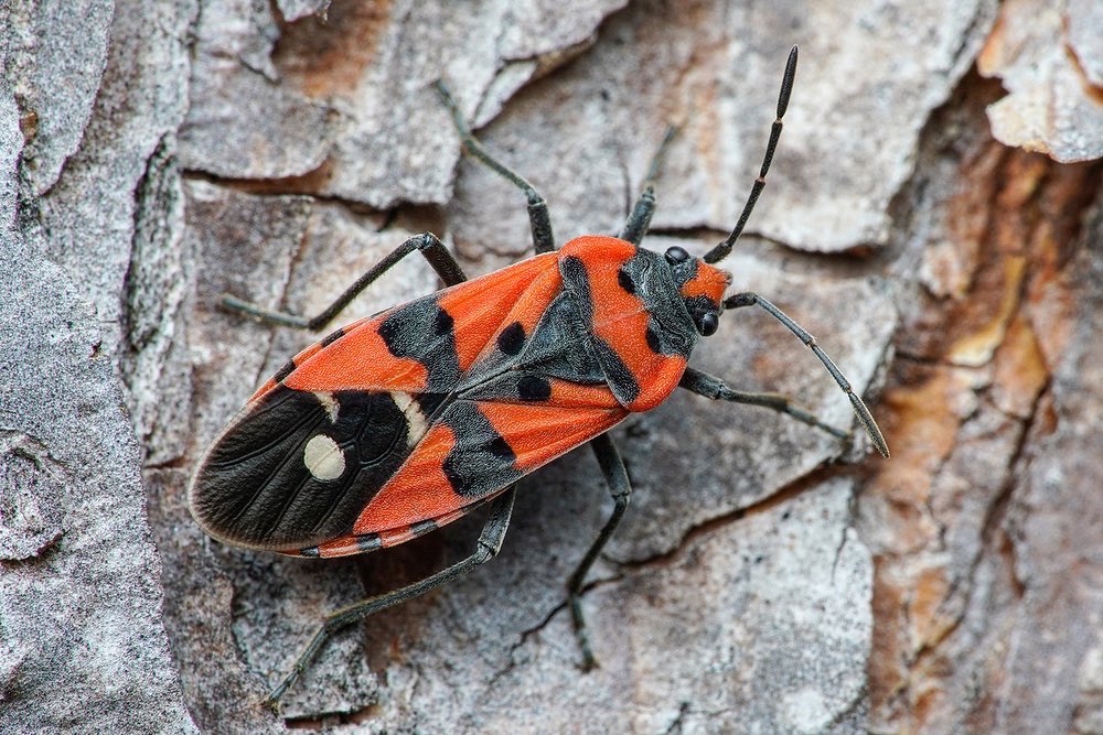 Austrian Insects 𓆣 Thorben Danke 𓆧 on Twitter:
