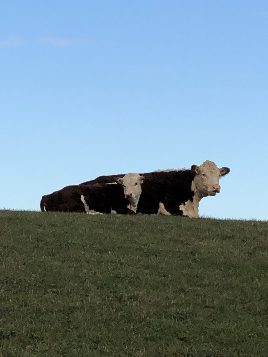 Cathy Boyd tweet media