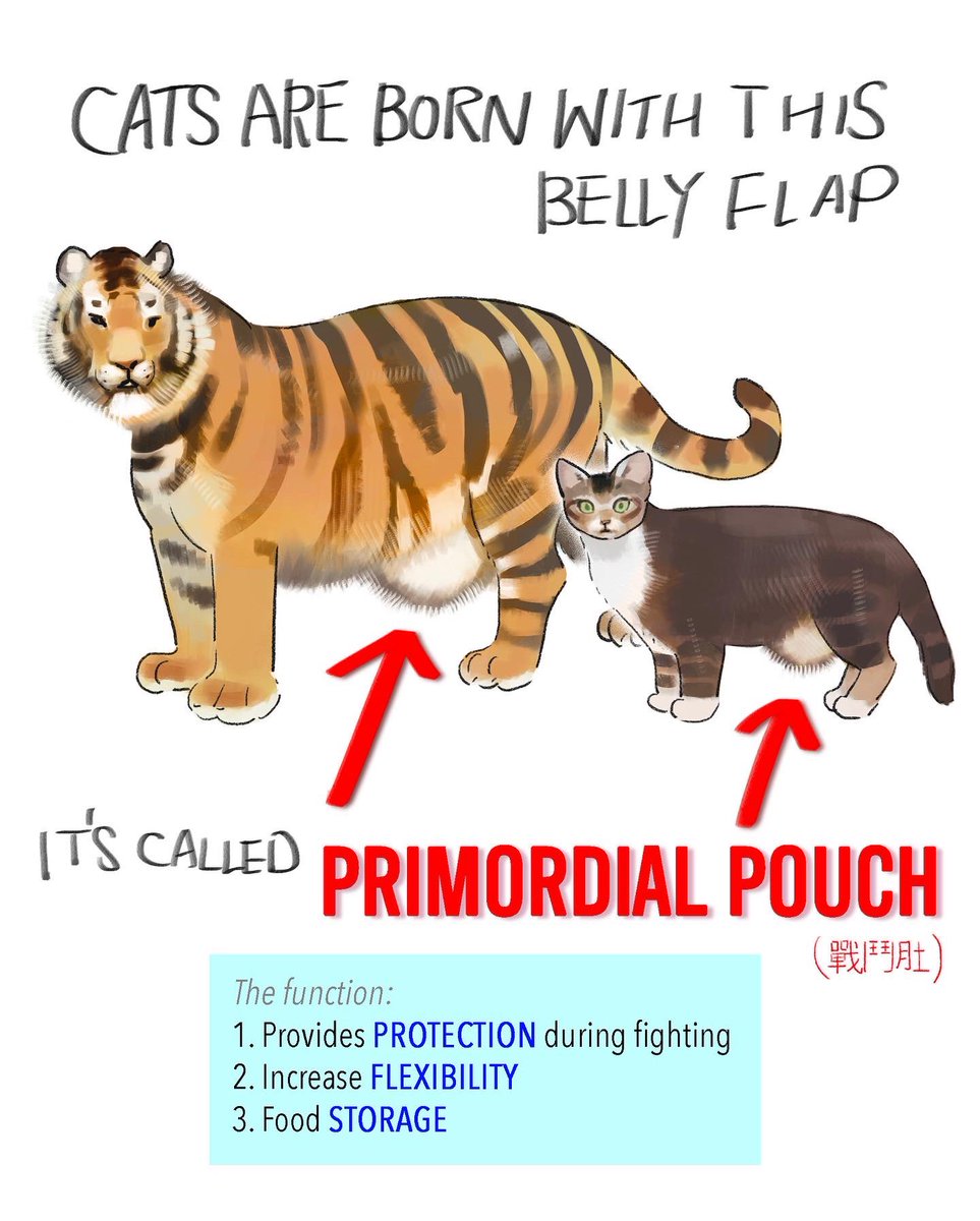 it-s-called-the-primordial-pouch-aka-c-little-thunder