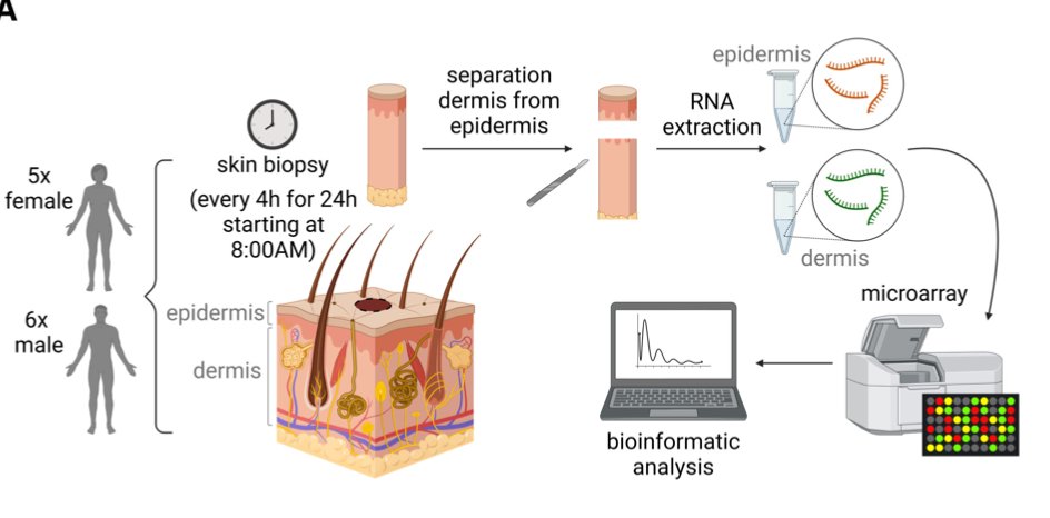 TimelyScientist's tweet image. New 📃 - how variable are molecular #circadian #rhythms in peripheral ⏱ (skin) across a #human cohort? We A this Q with reference to variability across skin layers.
(tinyurl.com/py56w73j) ...1/2
@martdelolmo #circadianmedicine #rstats #omics