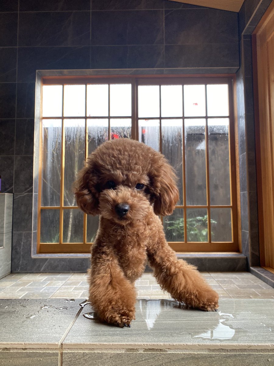 RIRU0227_'s tweet photo. おはようだワン🐶 https://t.co/m8ldjRDRD6