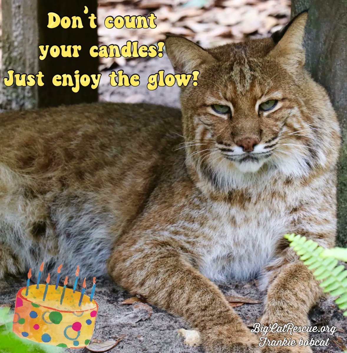 Happy birthday to our Frankie bobcat! 
“Don’t count your candles! Just enjoy the glow!”

#FrankieBobcat #BigCats #BigCatRescue #Rescue #Cats #Bobcat #HappyBirthday #BirthdayBoy #Celebrate #BirthdayCake #BirthdayCandles #CaroleBaskin