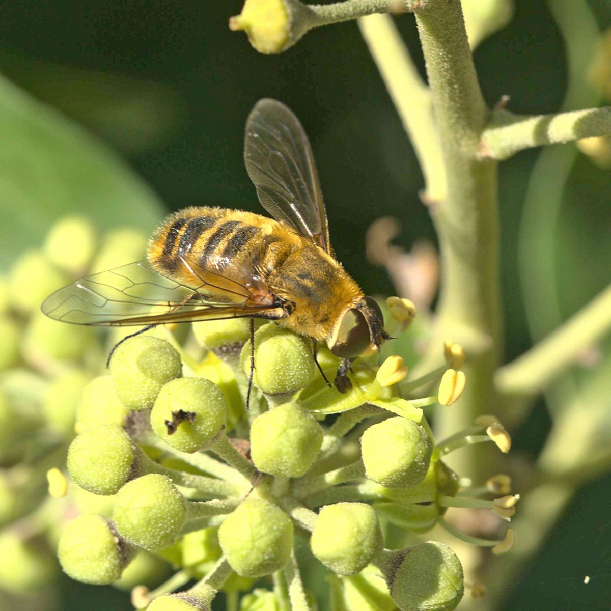🐝🦋 [#Biodiversité]
Préserver la diversité des espèces et les ressources, privilégier l’observation sur le terrain et avoir 1 autre approche de l’ingénierie… #IMTAtlantique passe à la pratique et s’engage auprès de @bretagnevivante !
👉 bit.ly/3GrVdSd 
#environnement