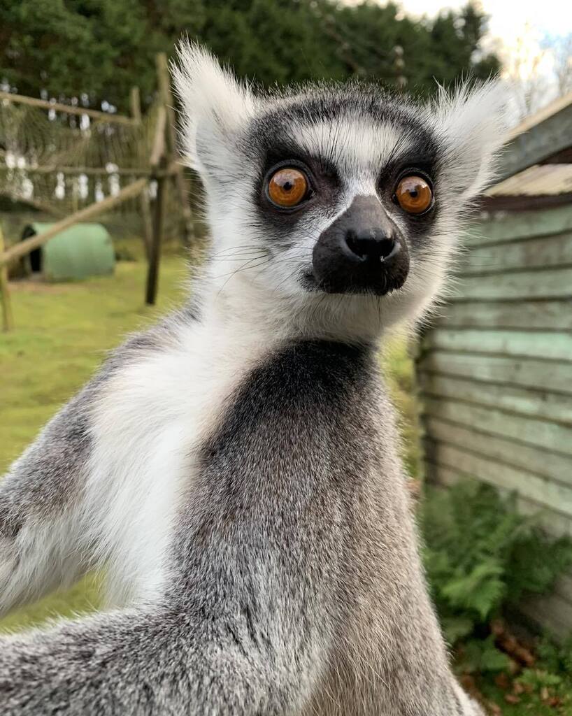 exmoorzoo's tweet photo. 😳Wide eyed for another Monday morning?🤓
Just be thankful ladies for a real comb or brush, ring tailed lemurs use their specialised tooth to groom their hairy fur 😱
#mondaymorning #ringtailedlemur #lemur #lemursofinstagram #brighteyedandbushytailed … https://t.co/EvncshrPo1 https://t.co/UNCogauELp
