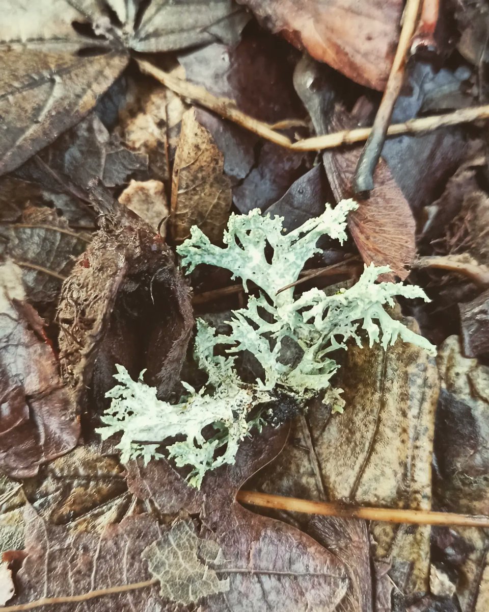 Oakmoss? I had to stop and admire the colour amongst the leaves ✨🤩🌳 From a walk around #WoolleyWood this weekend. @ToastedOrange 🤠