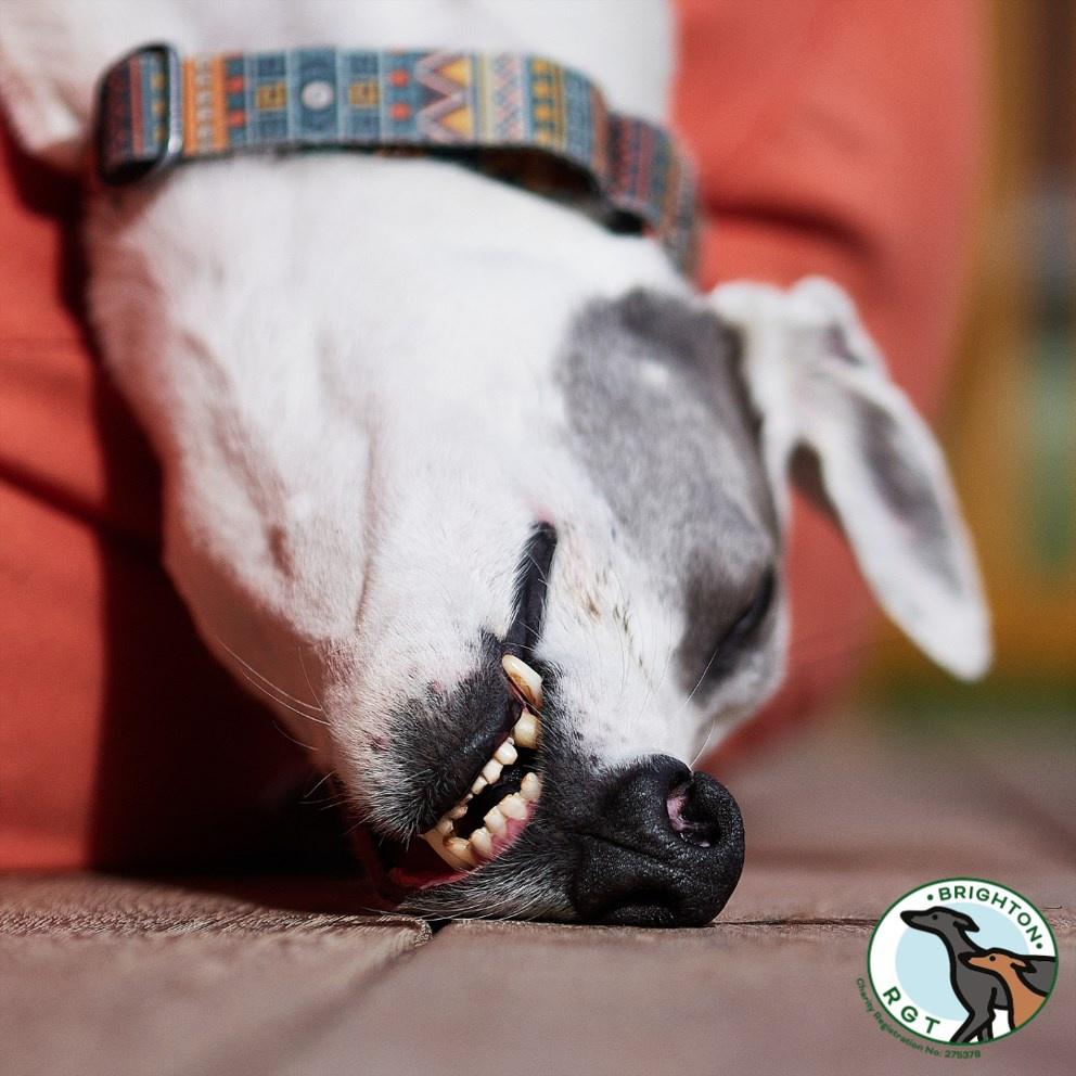 Now all the Christmas and New Year celebrations are over. How are we feeling???... 🤣😴
#christmas #newyearcelebrations #celebrations #celebration #over #feel #greyhounds #photos #doggos #brightonandhove #lovebrighton