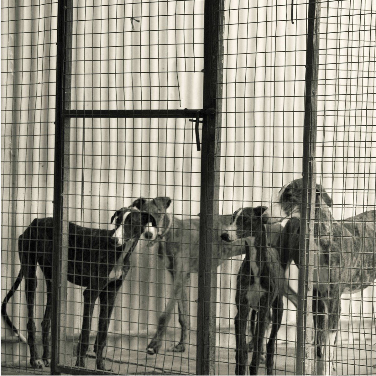 La situación del galgo en España: baasgalgo.org/situacion-del-…