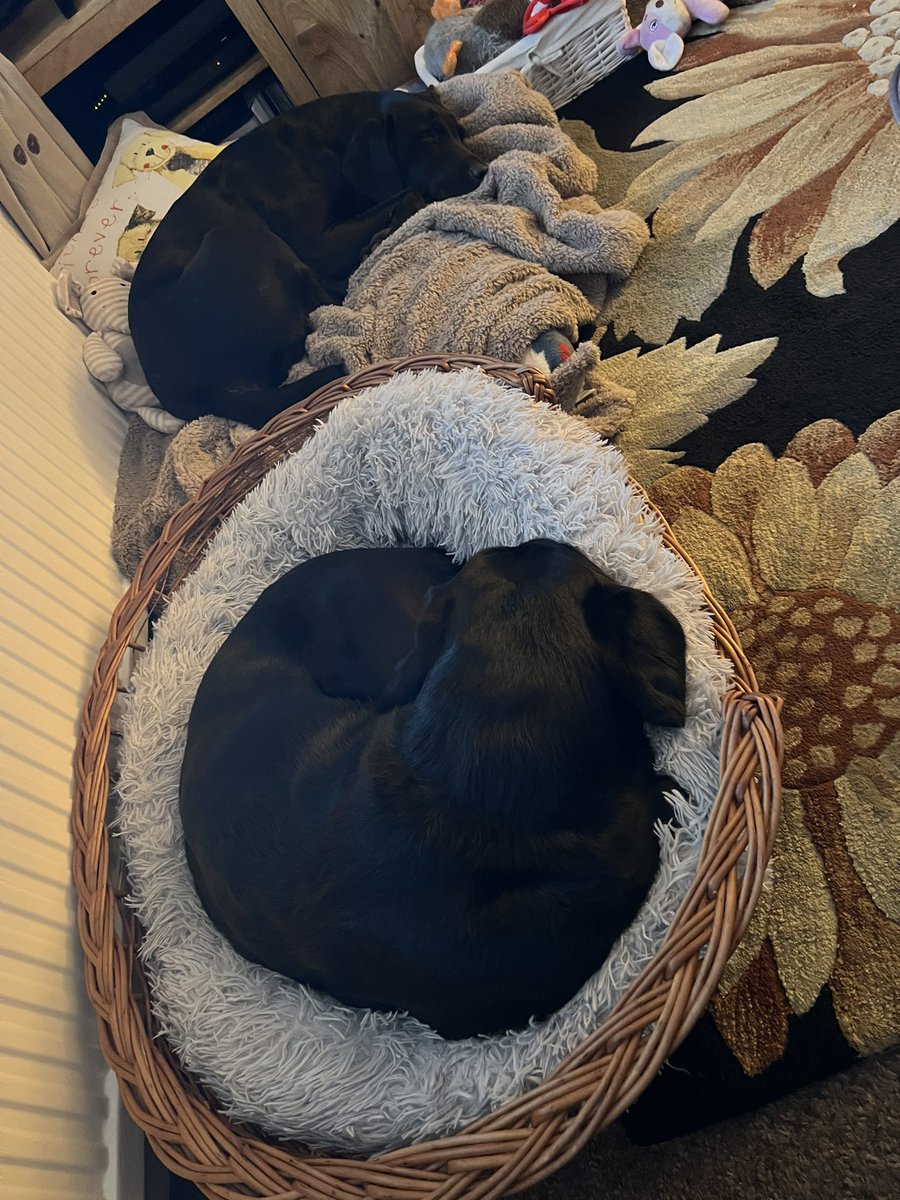 labradopted's tweet photo. We are asleep again already 😴😴😴😴 https://t.co/LaLGeG4mpw