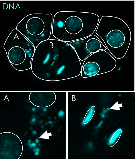 sfbd_biodev's tweet photo. REMINDER: The first SFBD seminar will be presented by Marie DELATTRE from @Lyon_LBMCFridayon TODAY at 12:30. She will tell us about Programmed DNA elimination in the soma of free-living nematodes. The zoom link has been distributed by email on the biodev list. https://t.co/KjggomZbOg