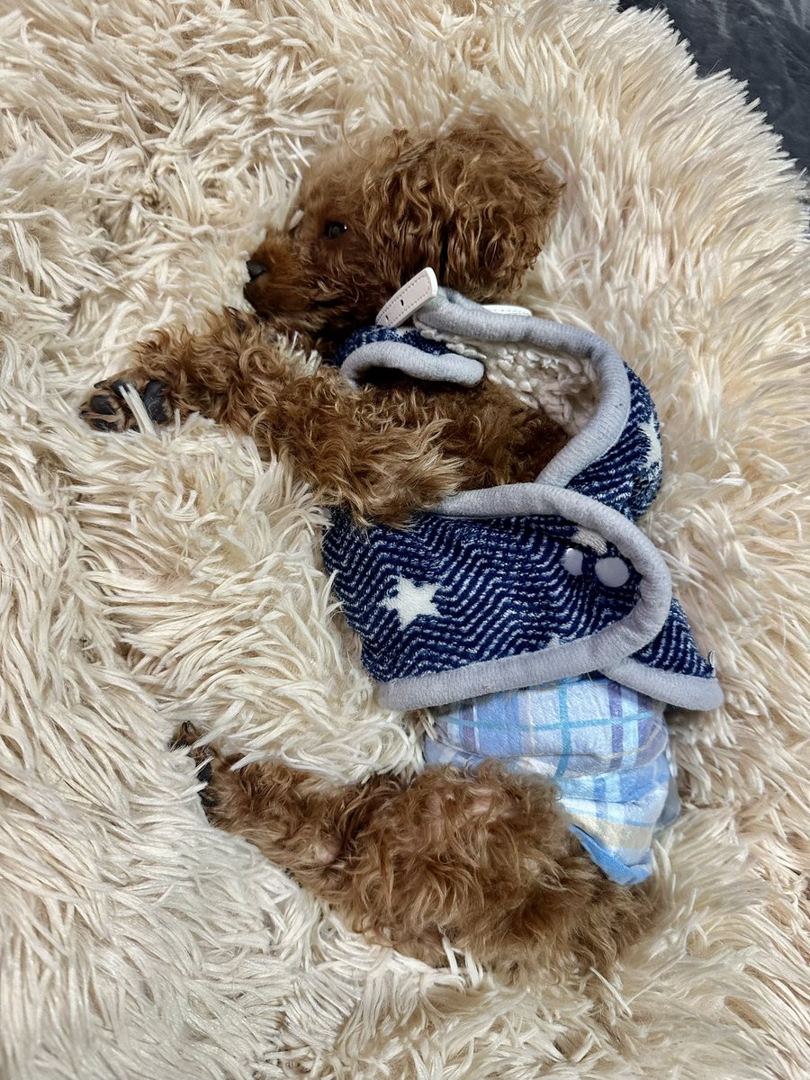 k_0624_yon's tweet image. #RADICA の モケモケベッド、警戒してずっと使ってくれなかったけど、あれこれ手を尽くして やっと自分から寝てくれるように……まぁ、いつものたぬき寝入りだけどね
 #トイプードル