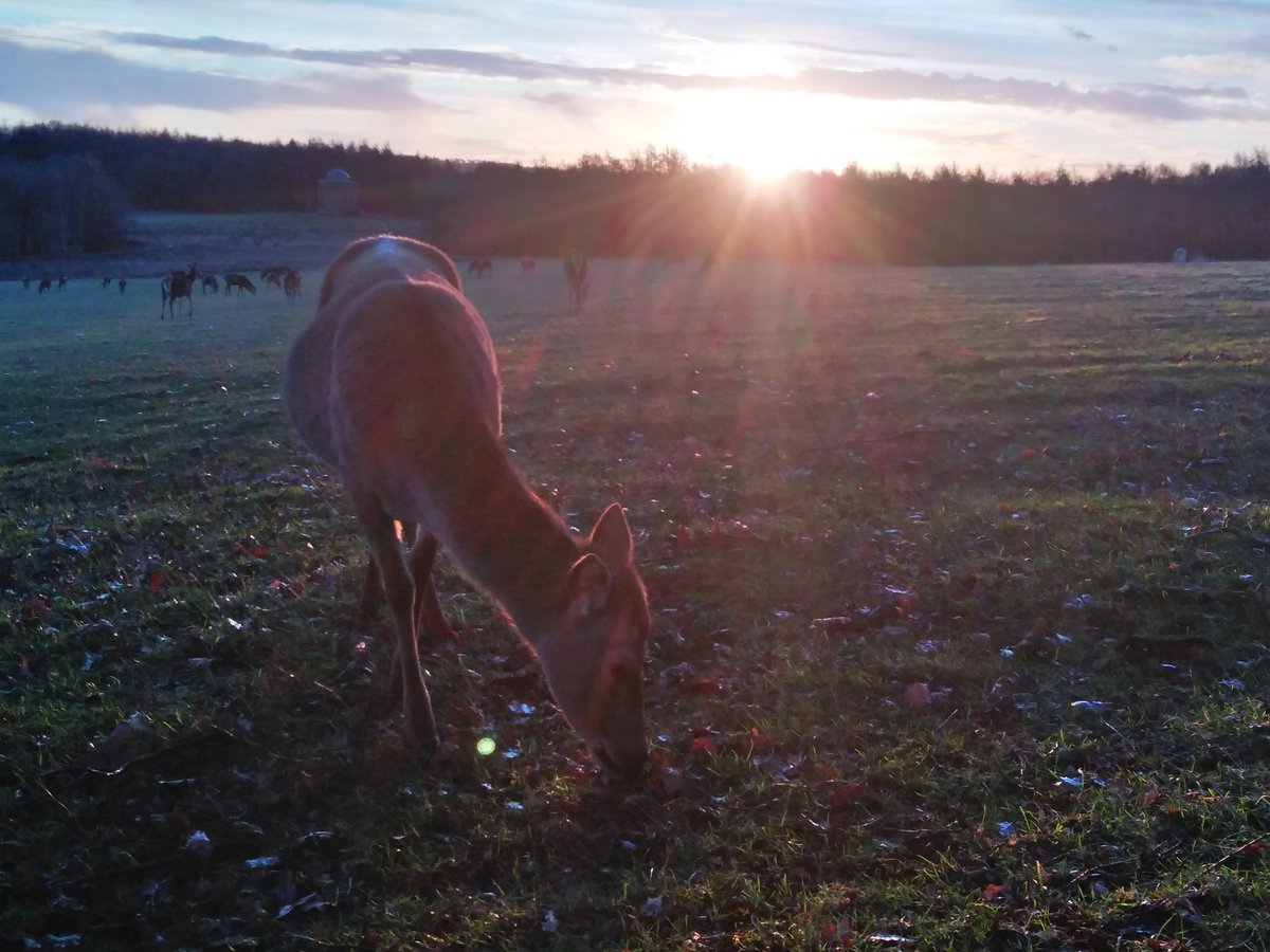 A Year with Deer tweet media