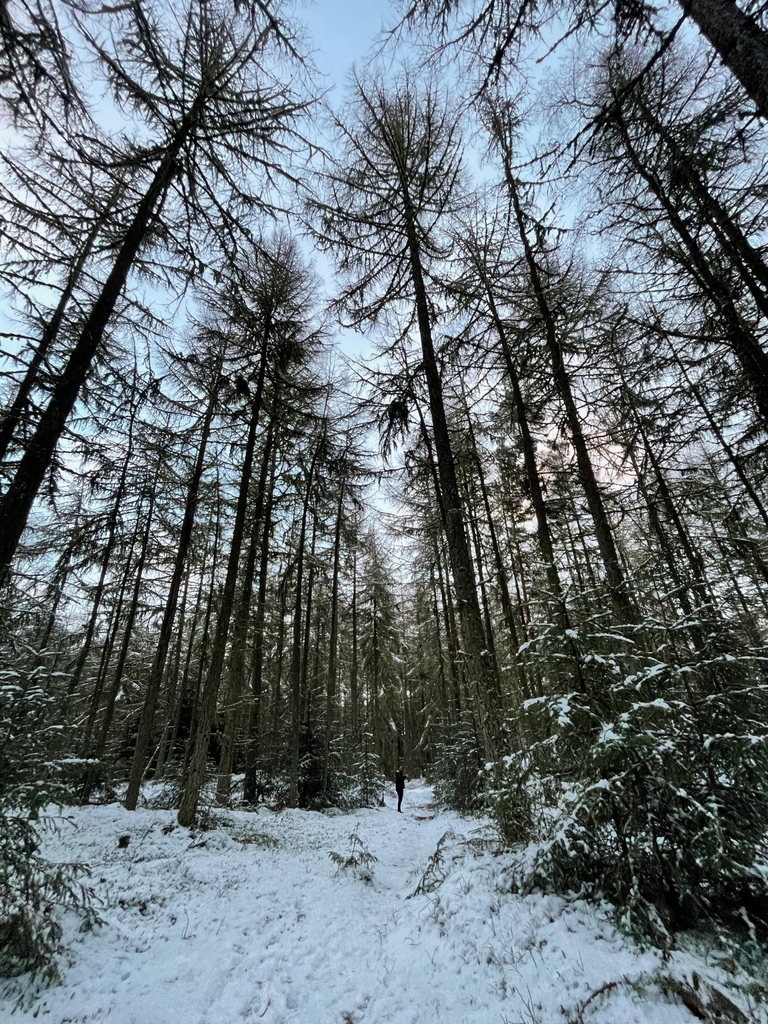 dscomposing's tweet photo. Had a slow start to the new year, enjoyed having a break up north with the family.

#DSComposing #Scotland #Scottish #Outdoor #Outdoors #Snow #Tree #Trees #ScottishComposer #Composer #Composing #MusicComposition #Audio #Music https://t.co/Aal9EaJ2pT