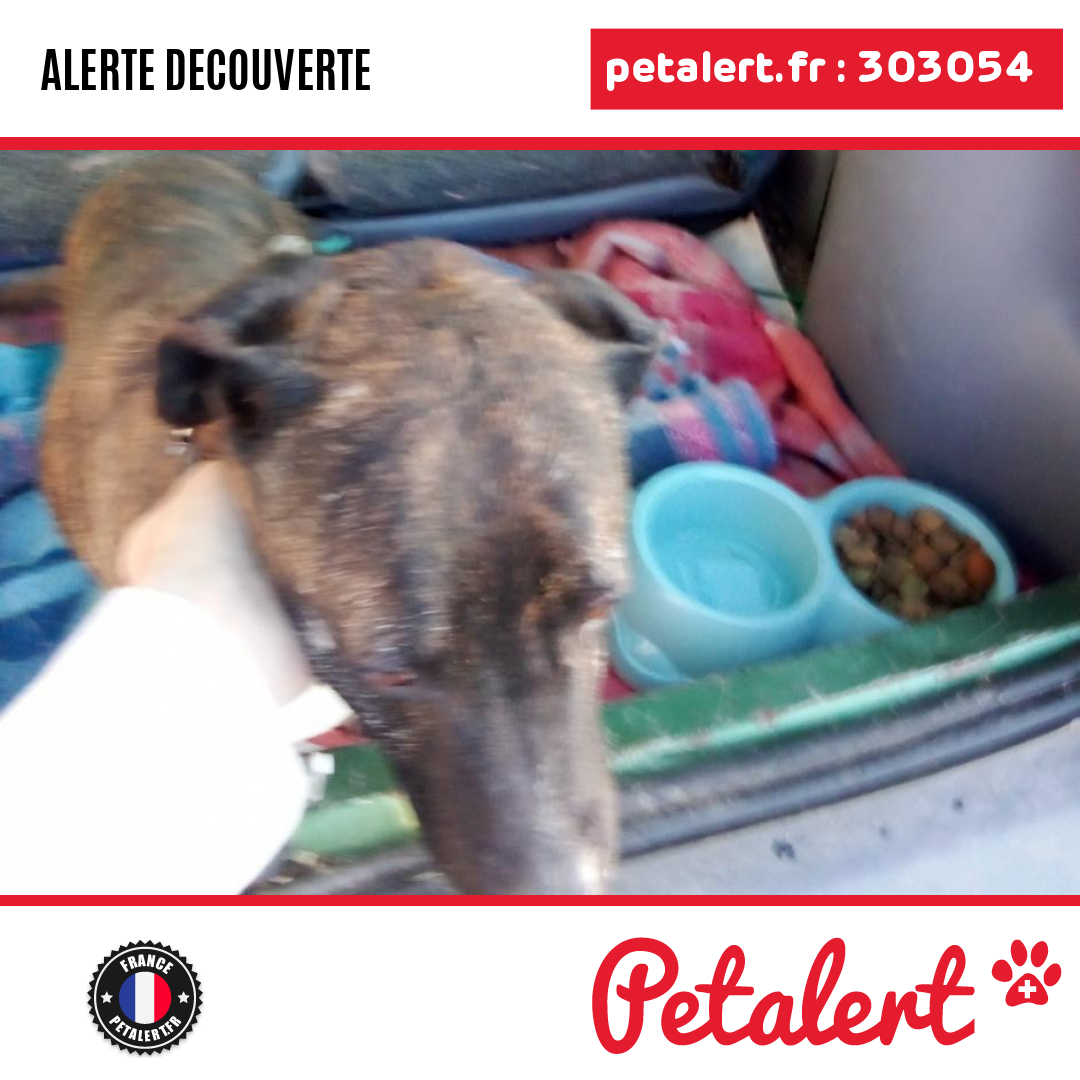 petalert_france's tweet photo. Trouvé #Chien #Mayenne #Renaze #Petalert #PetAlert53 / https://t.co/NH3lekC0BX https://t.co/cLGsRRluI3