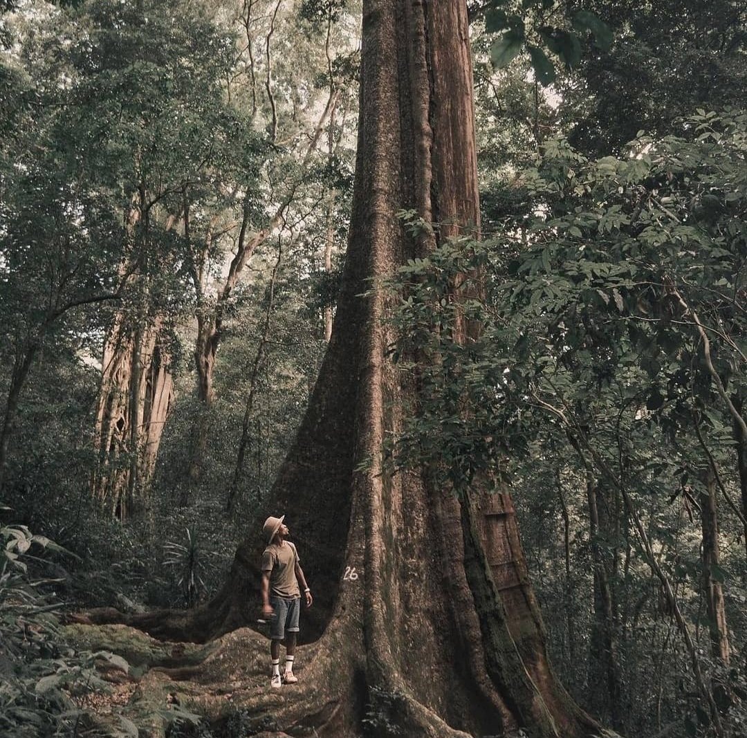 tourismzimbabwe's tweet photo. Visit Chirinda Forest and explore something different. 
📸: @djkaskas 
#ZimBho👍
#easterhighlands
#VisitZimbabwe https://t.co/o7vAWgHOtL