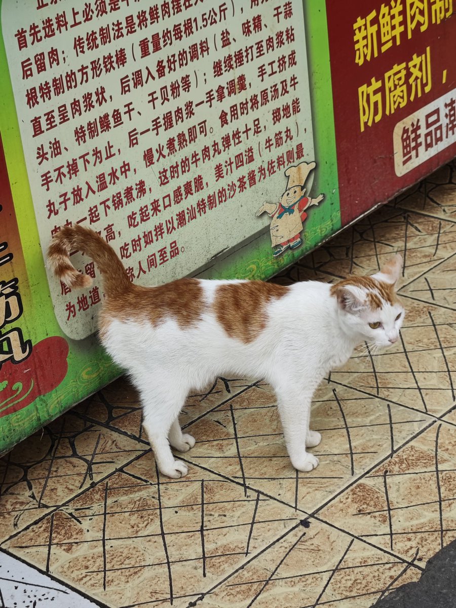 MetroShenzhen's tweet photo. 朋友 friend
Line 5 Buji station
5号线布吉站
#中国 #深圳 #猫 #China #Shenzhen #Cat https://t.co/hd68xsaozA