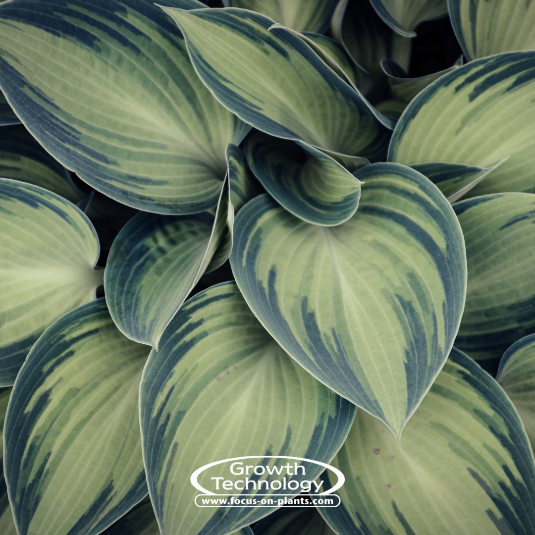 Focus On Plants tweet media