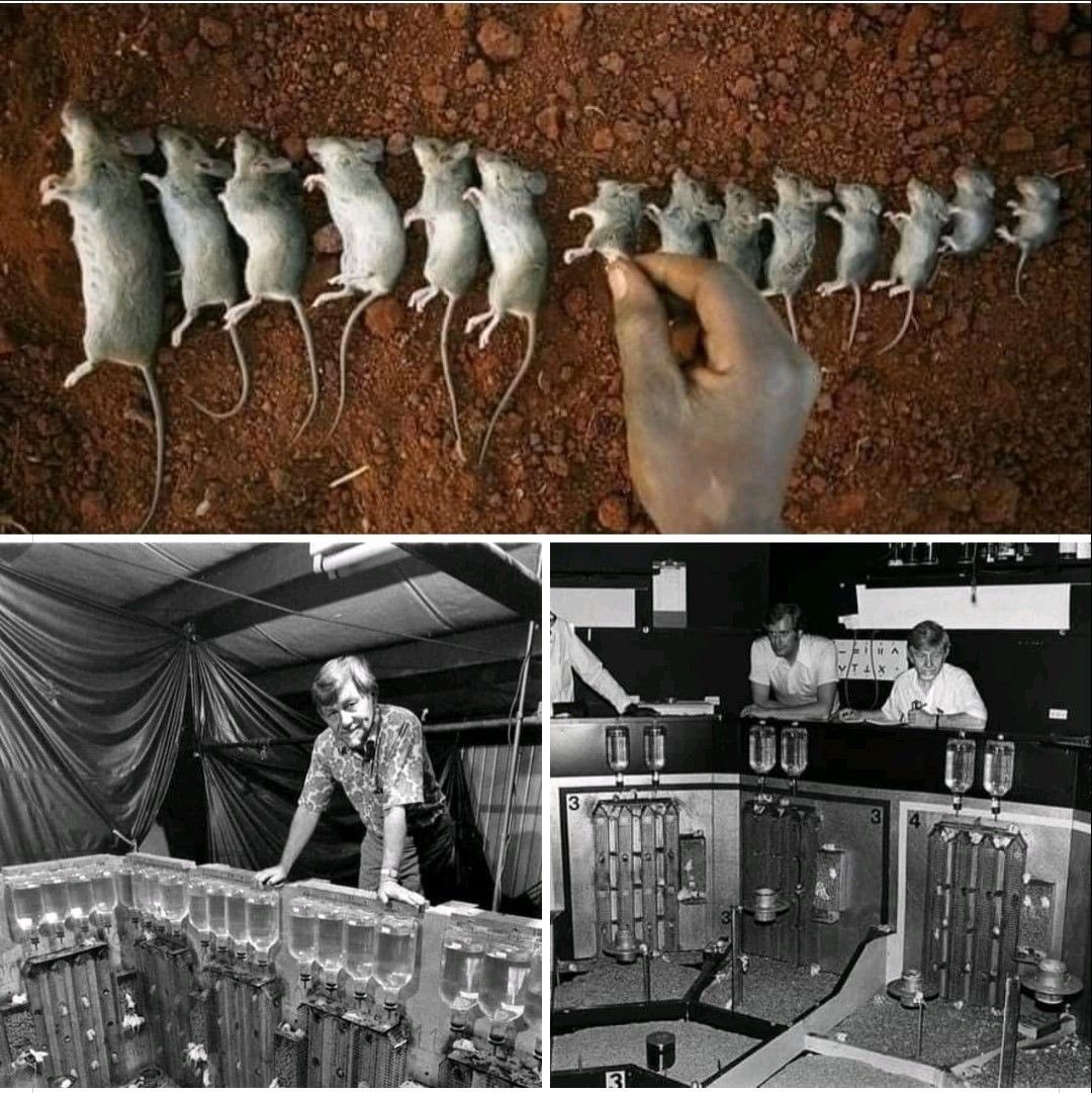 fedege's tweet photo. Nous "célébrons" les 50 ans de la fin de l'experience #Univers25 de #Johncalhoun sur une colonie de souris. Tout parallèle avec les délires bobos-ecolo-wokiste ...
#Wokisme #ecology #Feminism #LGBTQIANewStart 
@Libe_LGBT @lecoindeslgbt @observatoire_de @Reconquete_off https://t.co/p5nriR2Pqc