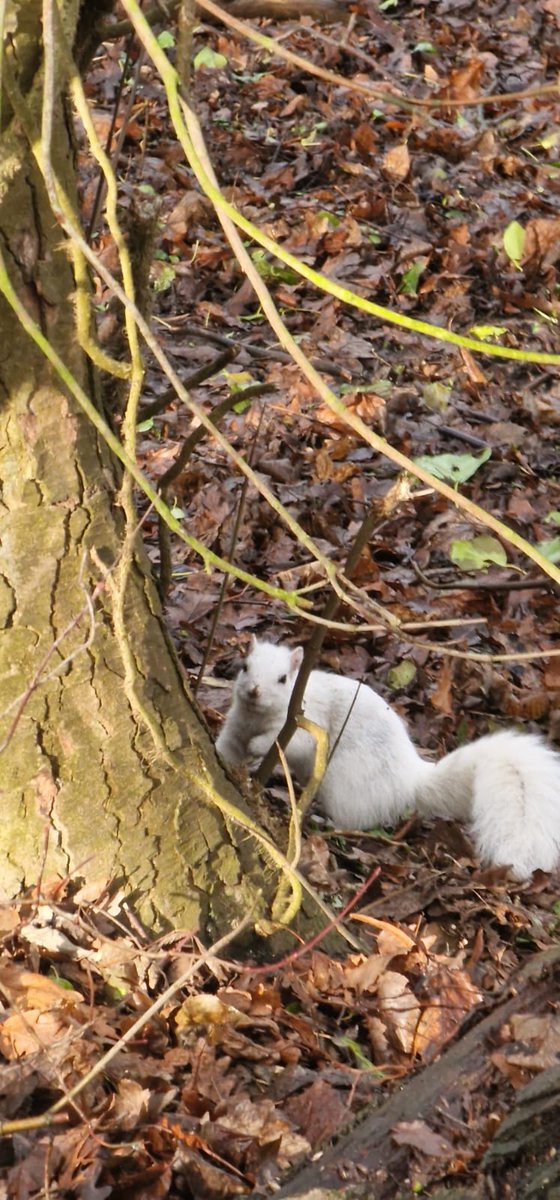 Cadstagram's tweet photo. We spotted an extremely rare #whitesquirrel this weekend in #Marbury #Cheshire #Lucky 🤍 https://t.co/5wHQd1MviI