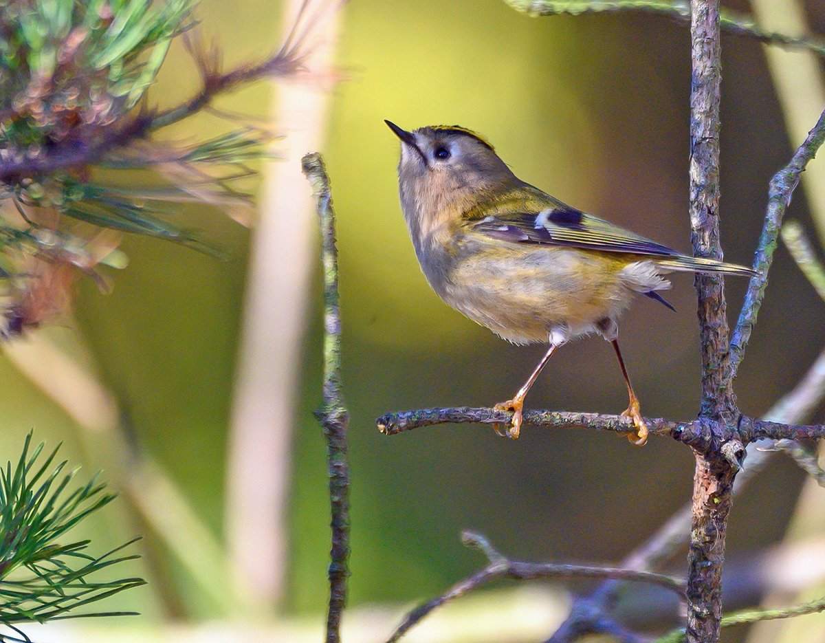 DavidBurt8's tweet photo. Photos from last week ... I like the similarities between these beautiful birds, the Goldcrest (#duddingston) and #Lochend Yellow-browed Warbler (#YBW) ... both very active and hard to photograph 😄 @birdinglothian https://t.co/IKiG8VvbgZ