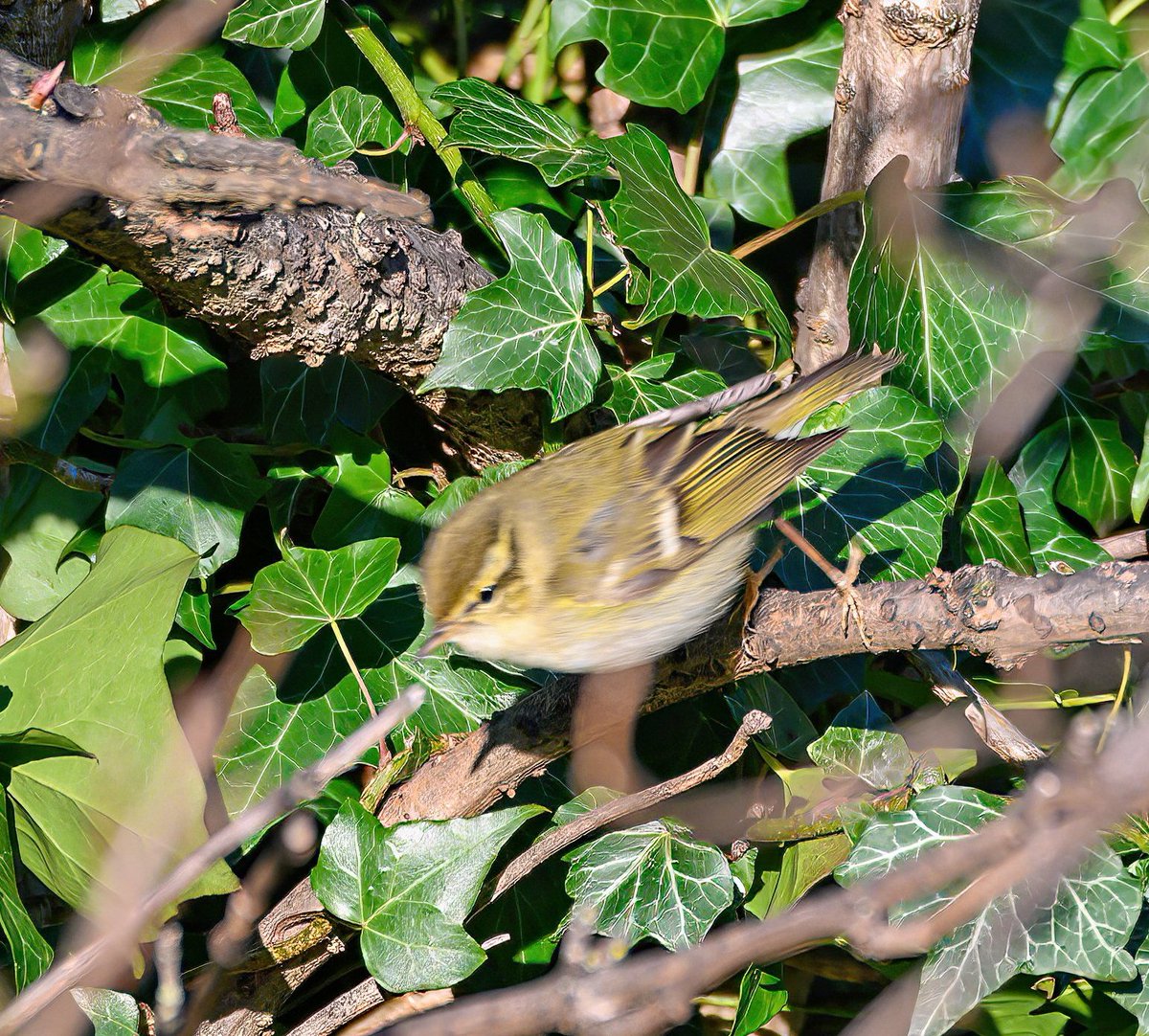 DavidBurt8's tweet photo. Photos from last week ... I like the similarities between these beautiful birds, the Goldcrest (#duddingston) and #Lochend Yellow-browed Warbler (#YBW) ... both very active and hard to photograph 😄 @birdinglothian https://t.co/IKiG8VvbgZ
