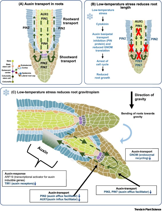 Abiotic stress in plants (Green Survivors) (@abioticstress) on Twitter photo Review by <a href="/manishbiotechi1/">Dr. Manish Tiwari</a> <a href="/Ritesh1tweet/">Ritesh Kumar Saklani 🌱</a> <a href="/SubramanianLab/">Subramanian Lab</a> <a href="/KJagadish_TTU/">Krishna Jagadish</a> <a href="/TrendsPlantSci/">TrendsPlantSci</a>
#Auxin–#cytokinin interplay shapes #root functionality under low-#temperature stress
cell.com/trends/plant-s…
#PlantSci #SciComm #ClimateChange <a href="/SDState/">South Dakota State University</a> @ScienceLoveSDSU <a href="/SDStateCAFES/">SDSU College of Ag, Food & Environmental Sciences</a> Review by <a href="/manishbiotechi1/">Dr. Manish Tiwari</a> <a href="/Ritesh1tweet/">Ritesh Kumar Saklani 🌱</a> <a href="/SubramanianLab/">Subramanian Lab</a> <a href="/KJagadish_TTU/">Krishna Jagadish</a> <a href="/TrendsPlantSci/">TrendsPlantSci</a>
#Auxin–#cytokinin interplay shapes #root functionality under low-#temperature stress
cell.com/trends/plant-s…
#PlantSci #SciComm #ClimateChange <a href="/SDState/">South Dakota State University</a> @ScienceLoveSDSU <a href="/SDStateCAFES/">SDSU College of Ag, Food & Environmental Sciences</a>