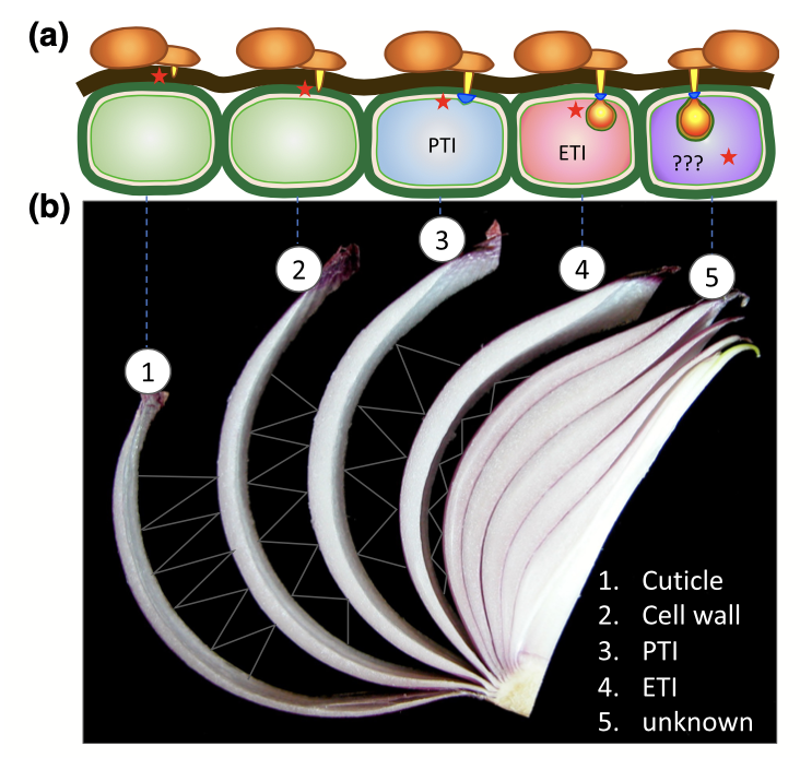 MPPjournal's tweet photo. 🛡️In nature, plants are resistant to most potential phytopathogens. 🛡️How?? New Review examines how to look at the underlying genetics: https://t.co/t9YxBpq6NI https://t.co/tt67fbOqwE