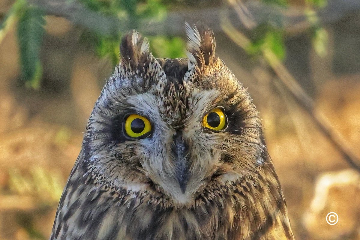 Short-eared owl-portrait 
#IndiAves #wildlifephotography #birds #NaturePhotography #BBCWildlifePOTD #TwitterNatureCommunity #ThroughYourLens #owls #LRK #BirdTwitter #birdphotography #canonphotography #CanonEOSR7