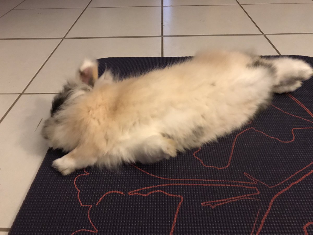 Lili_loves_Kali's tweet photo. ๆจๅคใฏใใๅบใฆใพใใ๐ฐ๐
#fluffyrabbit #cuteanimals #ใใใใฎใซใชใใ #ใใใใใๅฅฝใใจ็นใใใใ #ใใใใจๆฎใใ https://t.co/ZJrt14T4XD