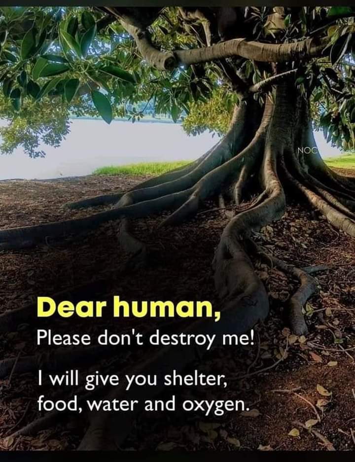 Voice of a #tree

#Climatechange #ClimateAction #Climatetwitter