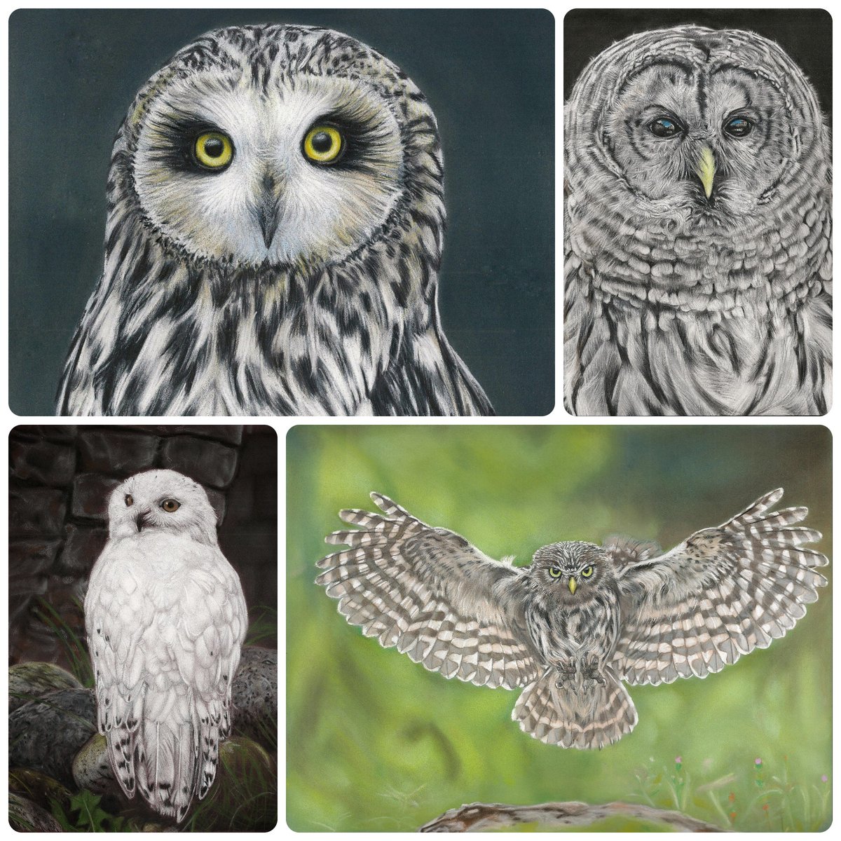 So, apparently I only ever made 4 owl drawings 🤔and not a single one with orange eyes. I took the reference used for the snowy owl, the other references are by Dorothy Thomson and wildliferefencephotos.com.

#asioflammeus #strixvaria #buboscandiacus #athenenoctua