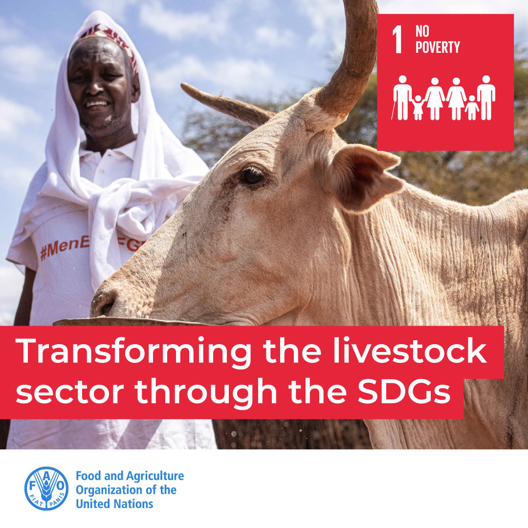 FAOAfrica's tweet photo. 1 in 8 people in the world🌍 live in extreme poverty.

#Livestock has a key role in protecting livelihoods and providing pathways out of poverty, along the livestock value chain.🤝💚

Learn more: https://t.co/1hSImGpiK0

#SDG1 #ACT4Better #Agenda2030 https://t.co/UHC3T9Vlpb