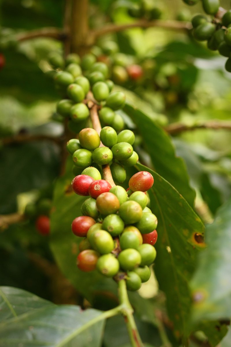 Are you interested in Coffee farming? like and retweet.