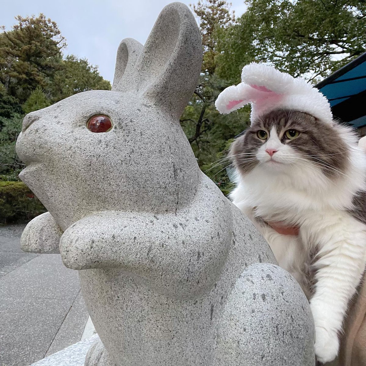 SHEIN_Japan's tweet photo. 🐱💭(いつになっても猫年が来ない…🐰)
IG:rei0822love
🛒商品番号:1374190(ペット用被り物)
https://t.co/L3xZsr9SnM
#SHEIN #SHEINjapan #SHEINforall #SHEIN購入品 #SHEINコーデ #petsin #ペッツイン #猫のいる暮らし #もふもふ #puppy #petstagram #ペット用品 https://t.co/2FHQu9sCTh