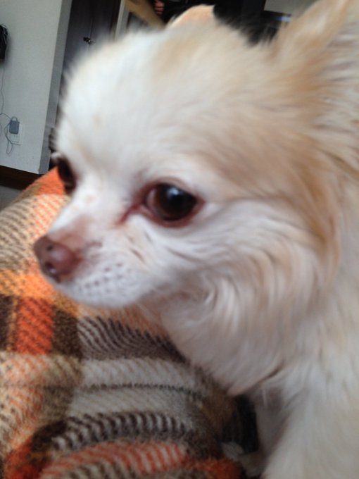 成人式直前に前飼ってたチワワが亡くなって成人式どころじゃなかったんだよなぁ
久々に会った友達が犬の事覚えててくれたから大きい集まりじゃなくて数人で集まってご飯食べ行った思い出 