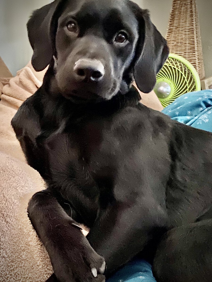 VikiWalker12's tweet photo. @Peatches66 Moose and me say ... get well soon, sending love 💖 xx https://t.co/Yyp428edxp
