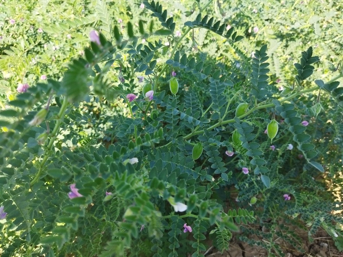 NagpurChaHayBey's tweet photo. When your Work day is a FUN day..!❤️😍😍

#Chana #Organic #GoOrganic #ChickPeaFarming #FarmingIsFun 

@AgriGoI https://t.co/0hxRYDdgDY