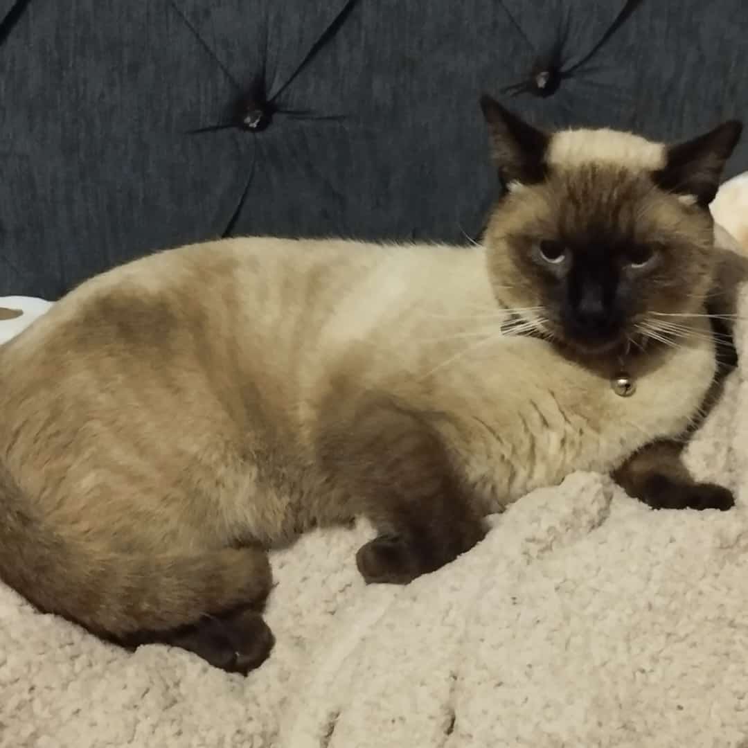 ____Remy's tweet image. 