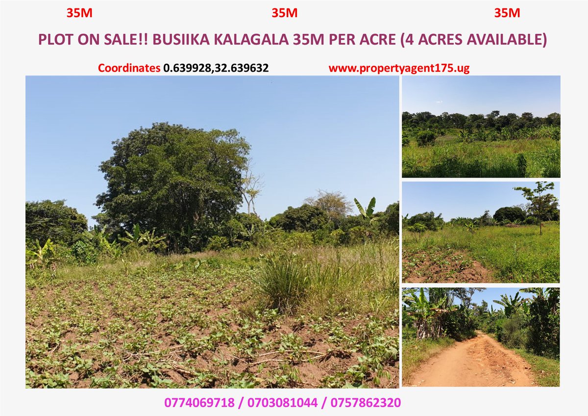 propagent175's tweet image. Plots On Sale!! In Busiika Kalagala #plots at 35m per acre #land 4 acres available for purchase #plotonsale
📞0774069718/0757862320/0703081044