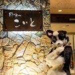 Temerea/テメ🔜Furry Joa🇯🇵✈️🇰🇷のツイート画像