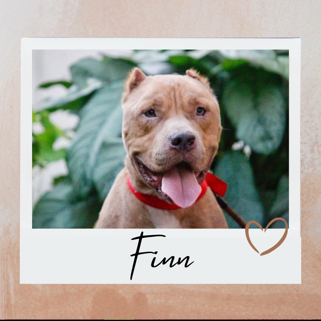 iadopt_in's tweet photo. If you're looking for a smart, social, active doggo to join you on life’s adventures, #Finn might just be your guy! Finn is a rescue #Pitbull who is super active &amp; playful.

Adopt Finn 👉🏻 https://t.co/UdUZjqCIGR https://t.co/xfD4a2HZjQ